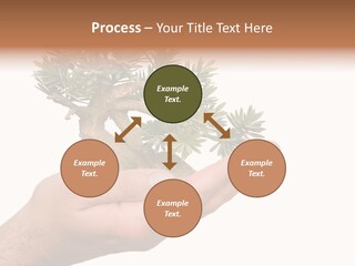 Palm With Tree PowerPoint Template