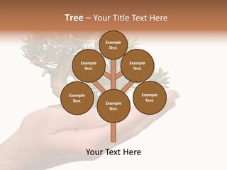 Palm With Tree PowerPoint Template