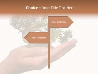 Palm With Tree PowerPoint Template