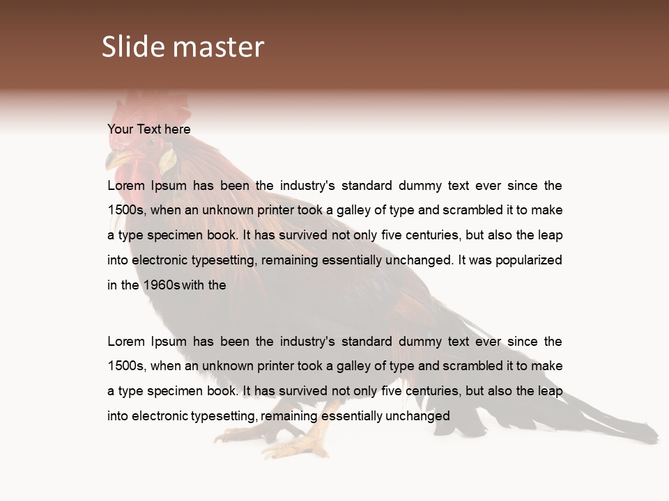 Italian Red Rooster Isolated On A White Background PowerPoint Template