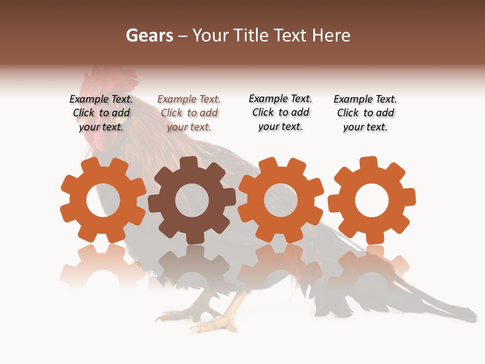 Italian Red Rooster Isolated On A White Background PowerPoint Template