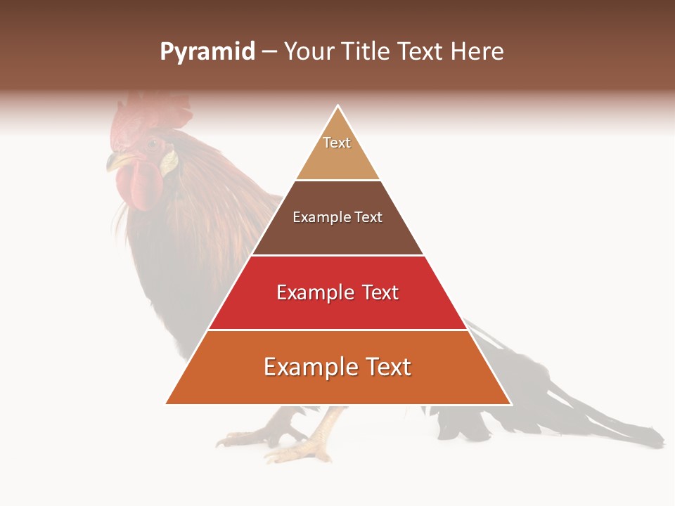 Italian Red Rooster Isolated On A White Background PowerPoint Template