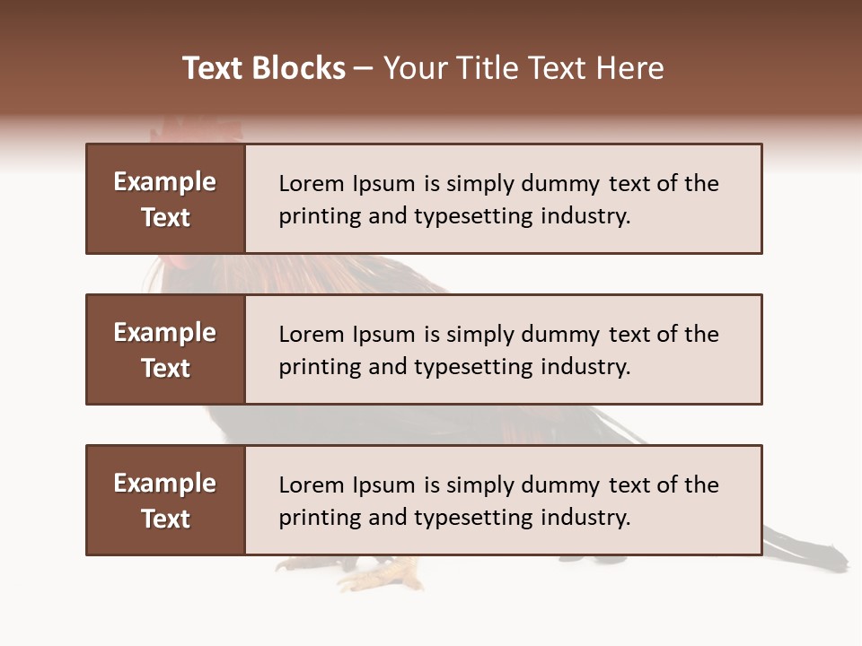 Italian Red Rooster Isolated On A White Background PowerPoint Template