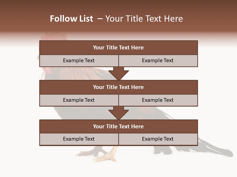 Italian Red Rooster Isolated On A White Background PowerPoint Template