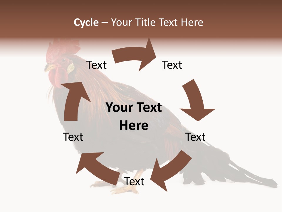 Italian Red Rooster Isolated On A White Background PowerPoint Template