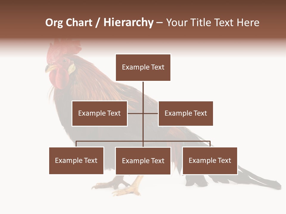 Italian Red Rooster Isolated On A White Background PowerPoint Template