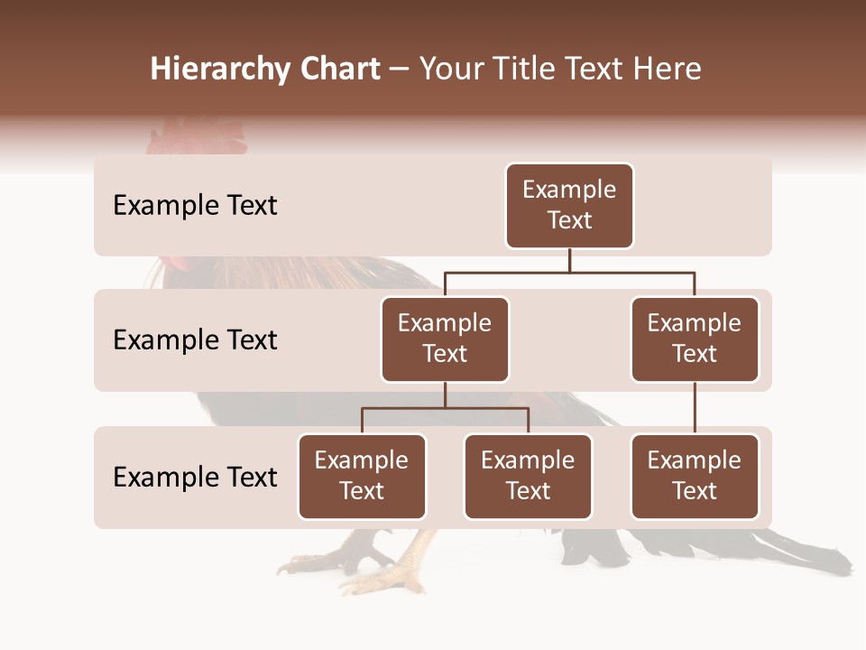 Italian Red Rooster Isolated On A White Background PowerPoint Template