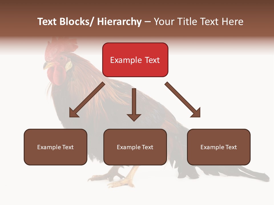 Italian Red Rooster Isolated On A White Background PowerPoint Template