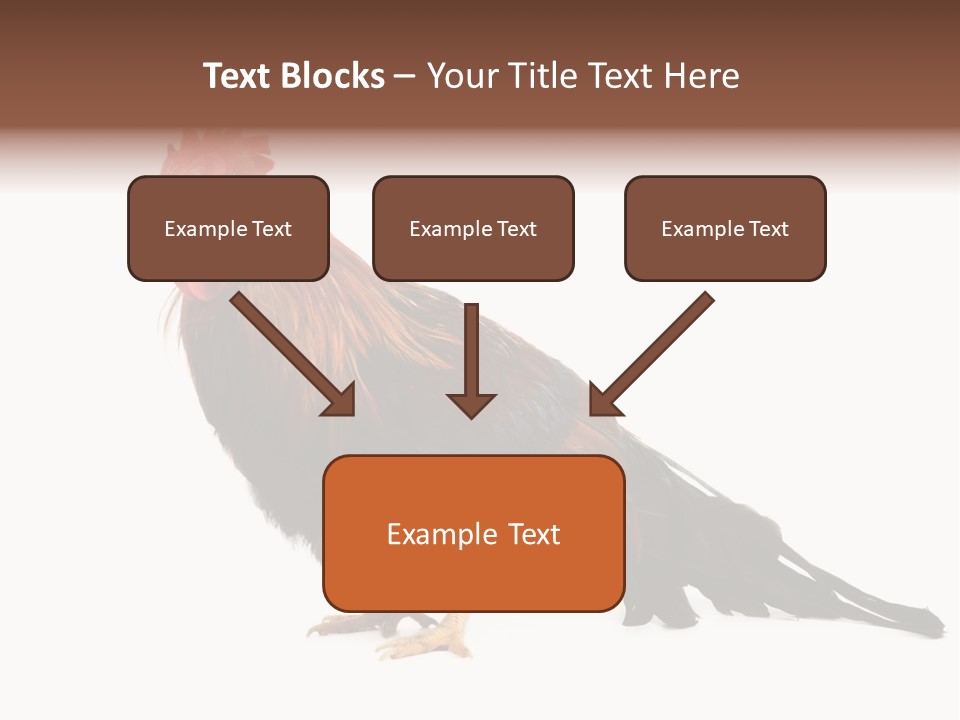 Italian Red Rooster Isolated On A White Background PowerPoint Template