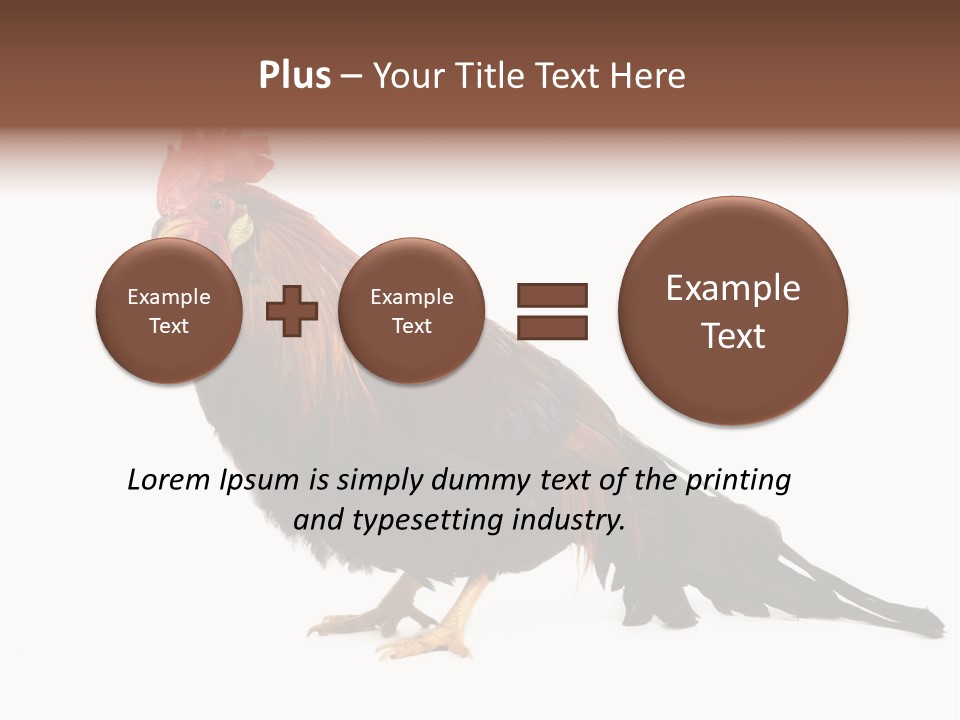 Italian Red Rooster Isolated On A White Background PowerPoint Template