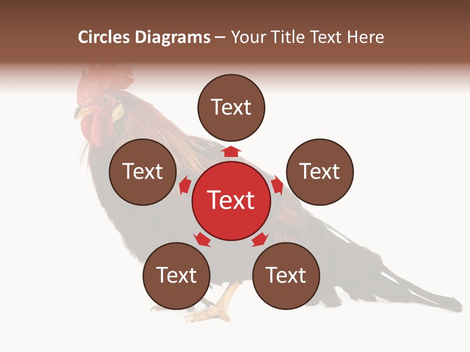 Italian Red Rooster Isolated On A White Background PowerPoint Template