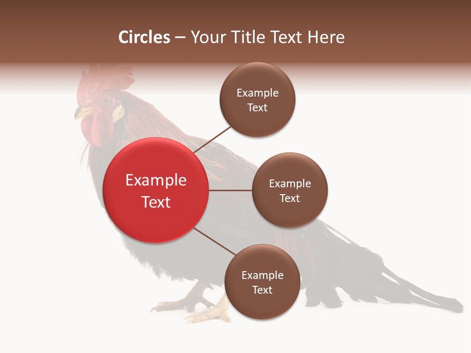 Italian Red Rooster Isolated On A White Background PowerPoint Template