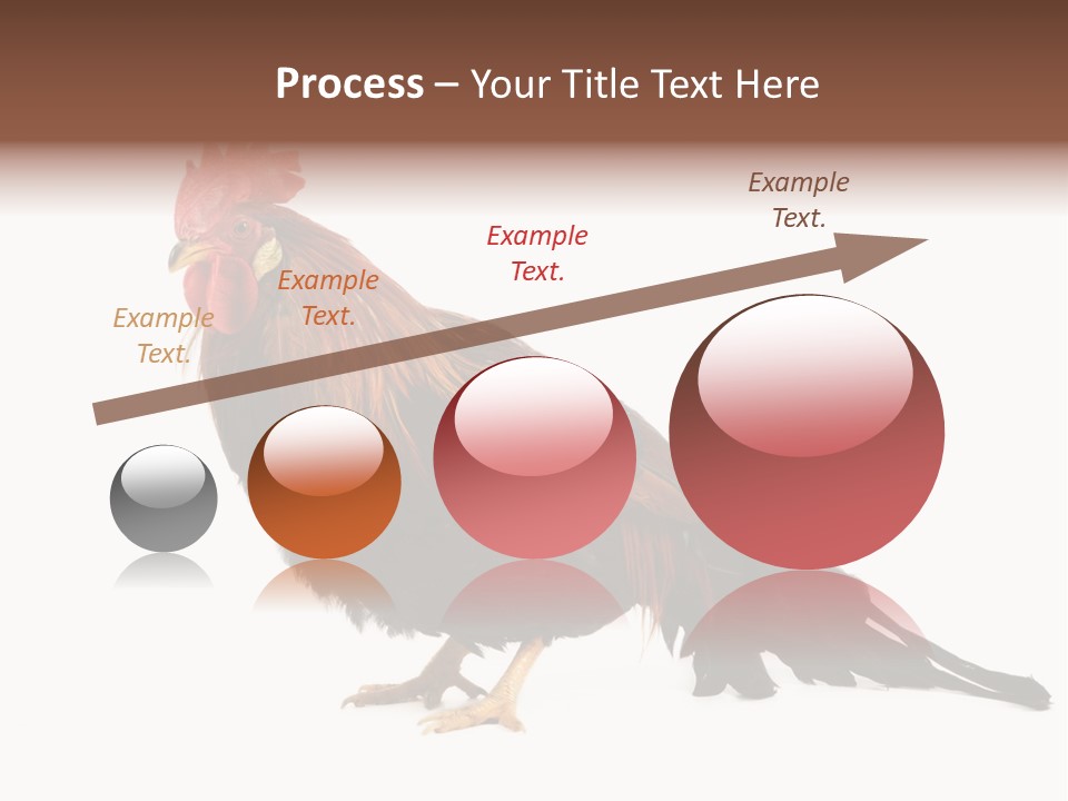 Italian Red Rooster Isolated On A White Background PowerPoint Template