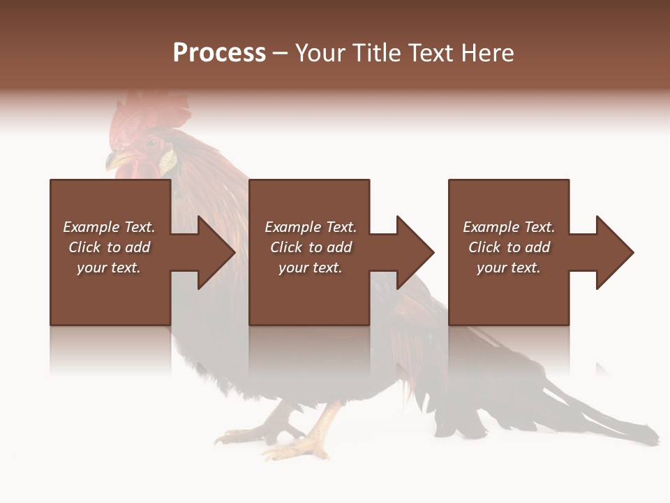 Italian Red Rooster Isolated On A White Background PowerPoint Template