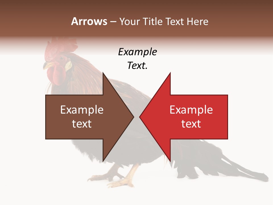 Italian Red Rooster Isolated On A White Background PowerPoint Template