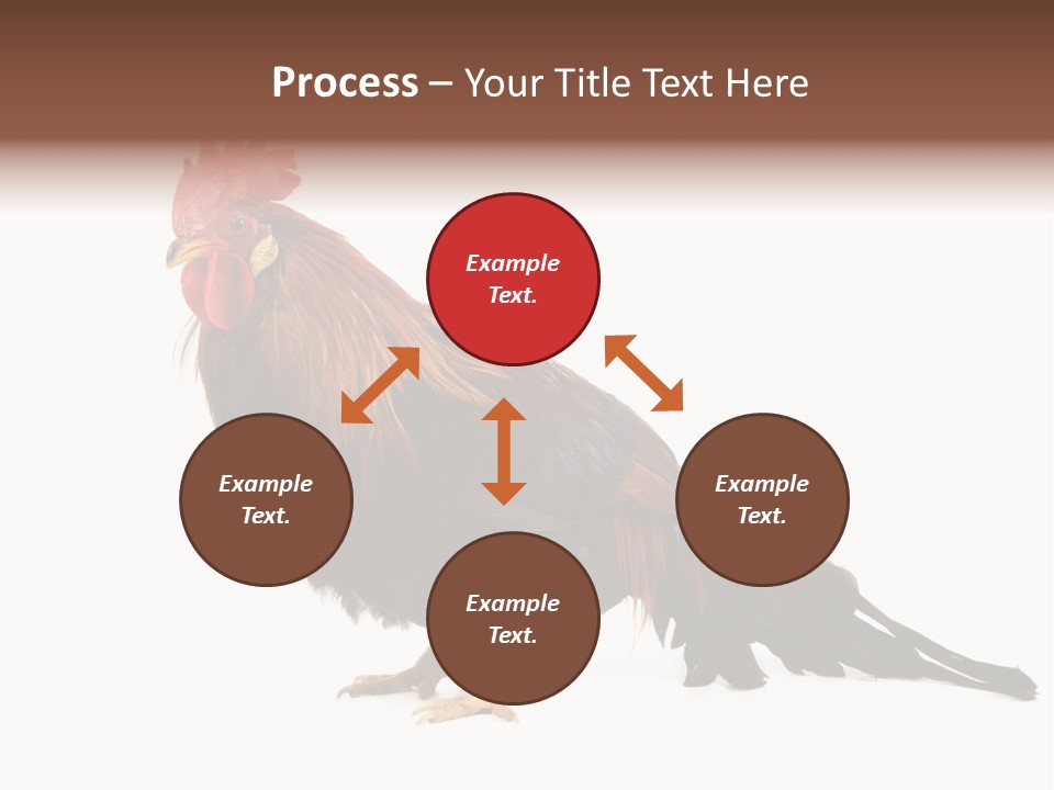 Italian Red Rooster Isolated On A White Background PowerPoint Template