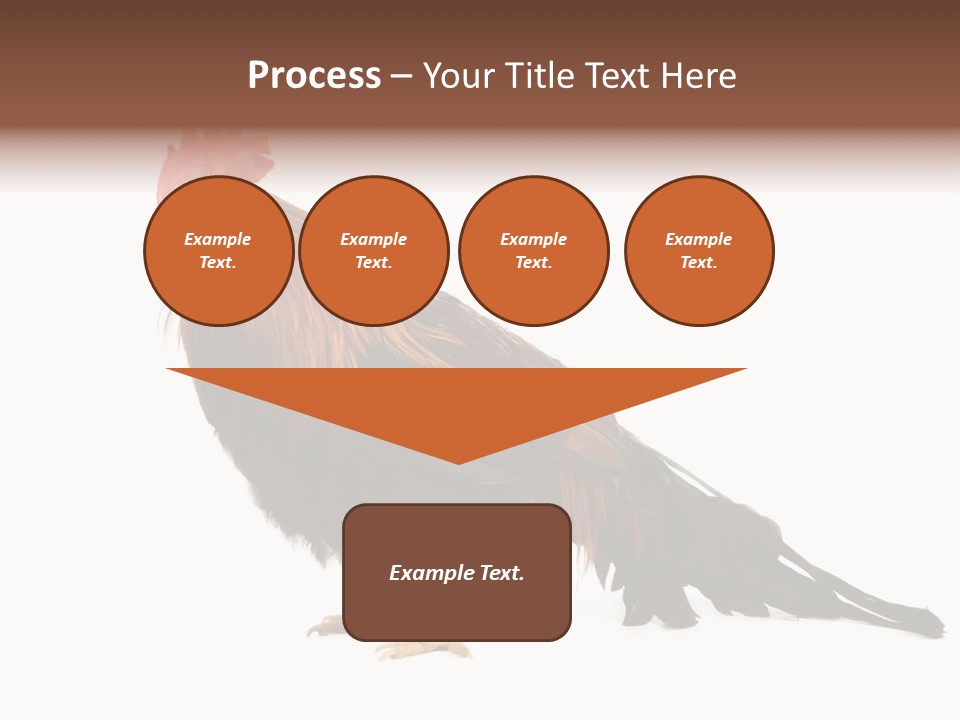 Italian Red Rooster Isolated On A White Background PowerPoint Template