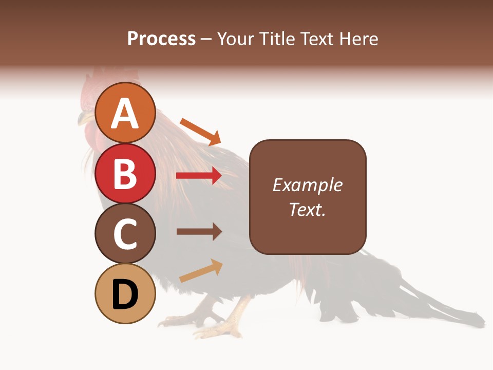 Italian Red Rooster Isolated On A White Background PowerPoint Template