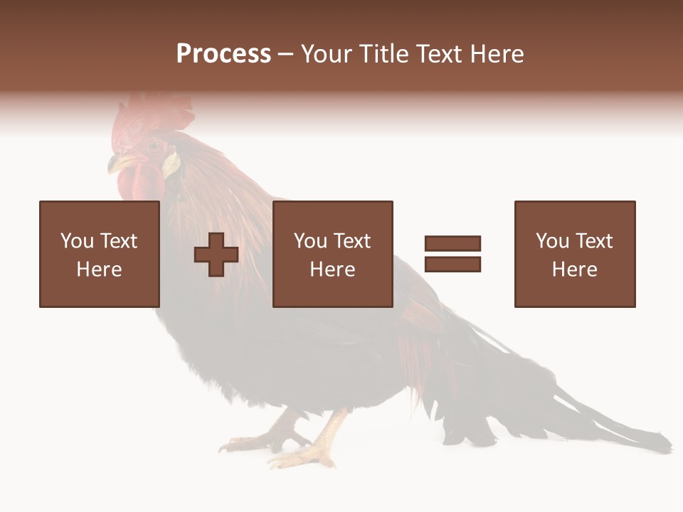 Italian Red Rooster Isolated On A White Background PowerPoint Template