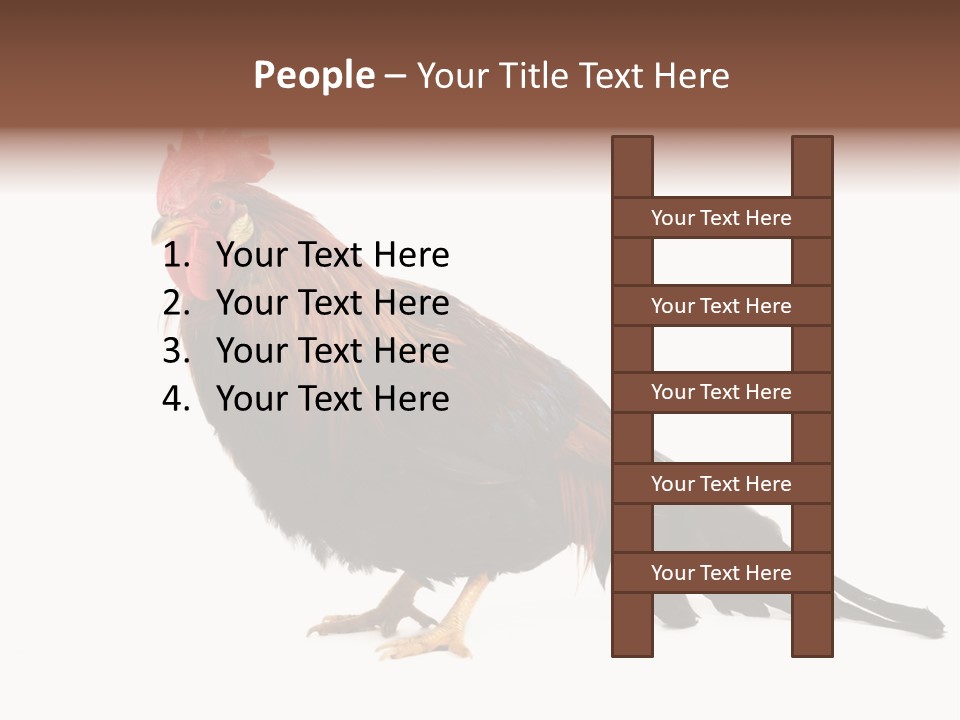 Italian Red Rooster Isolated On A White Background PowerPoint Template