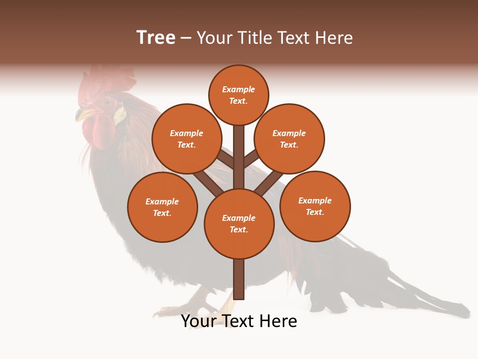 Italian Red Rooster Isolated On A White Background PowerPoint Template