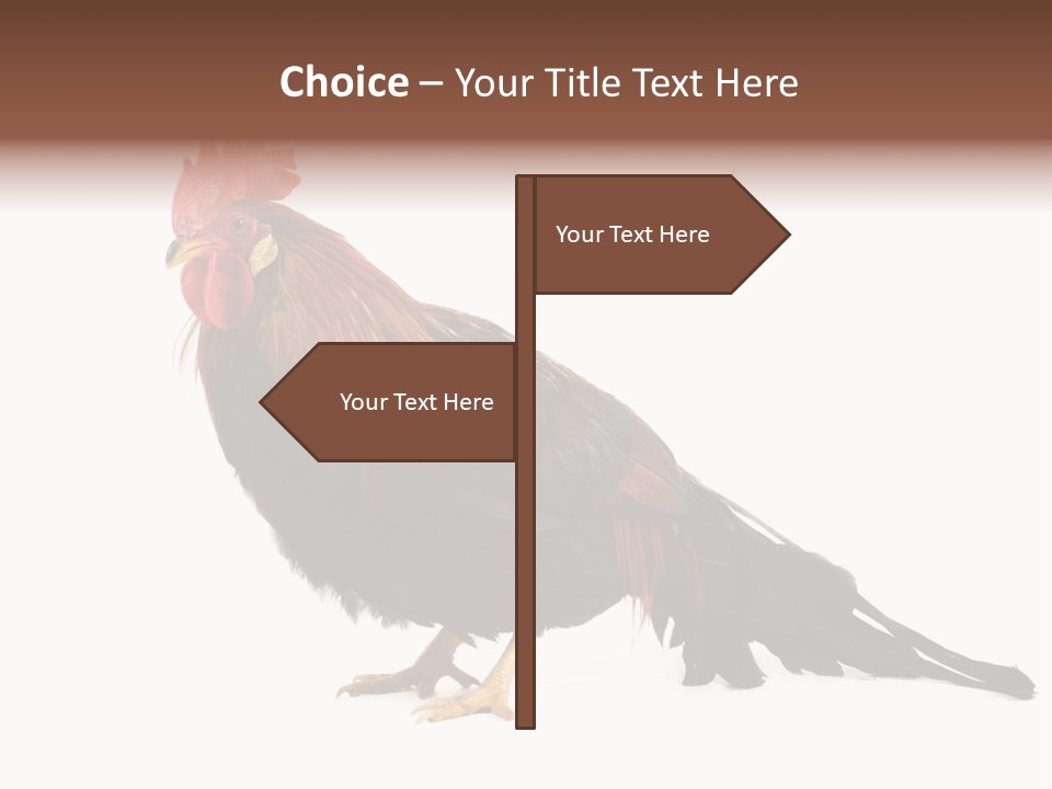 Italian Red Rooster Isolated On A White Background PowerPoint Template