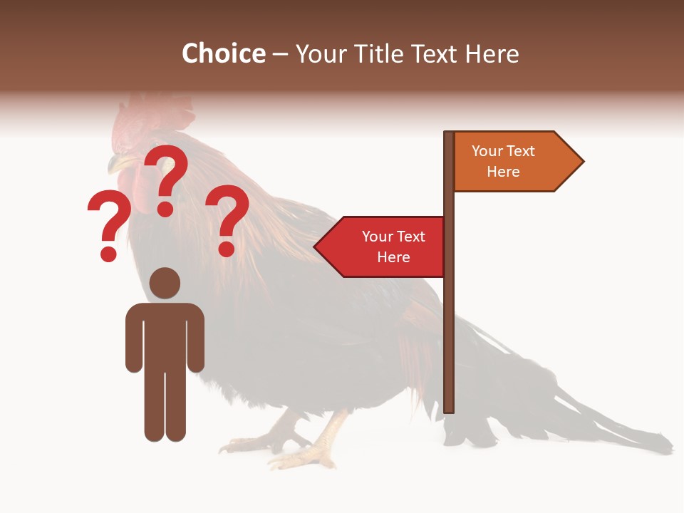 Italian Red Rooster Isolated On A White Background PowerPoint Template