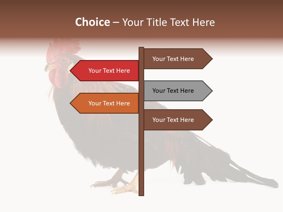 Italian Red Rooster Isolated On A White Background PowerPoint Template