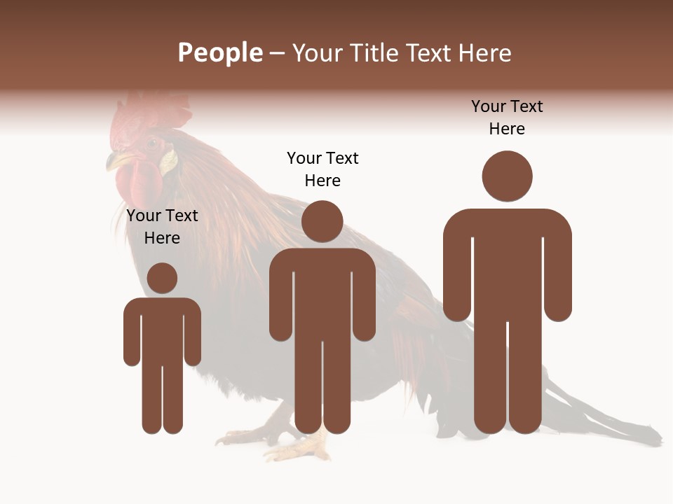 Italian Red Rooster Isolated On A White Background PowerPoint Template