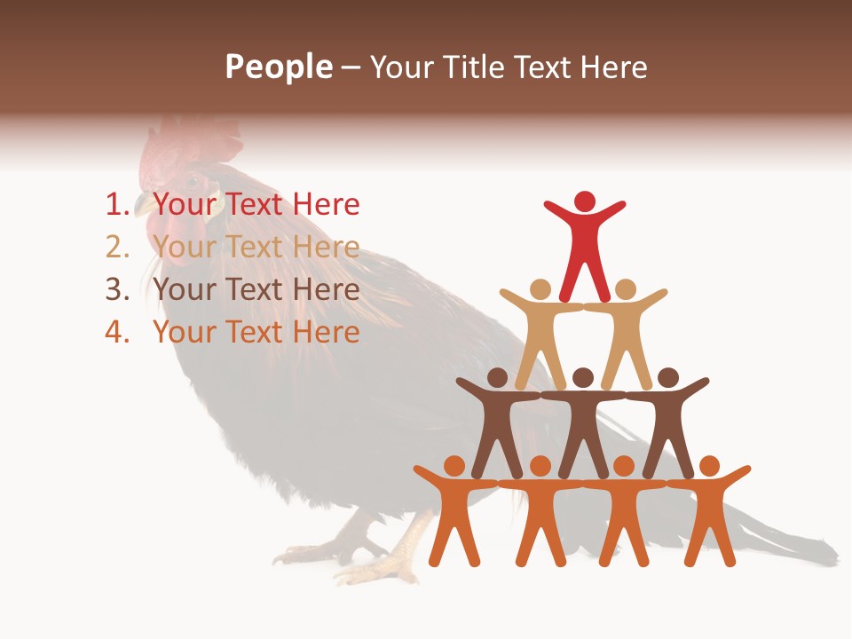 Italian Red Rooster Isolated On A White Background PowerPoint Template