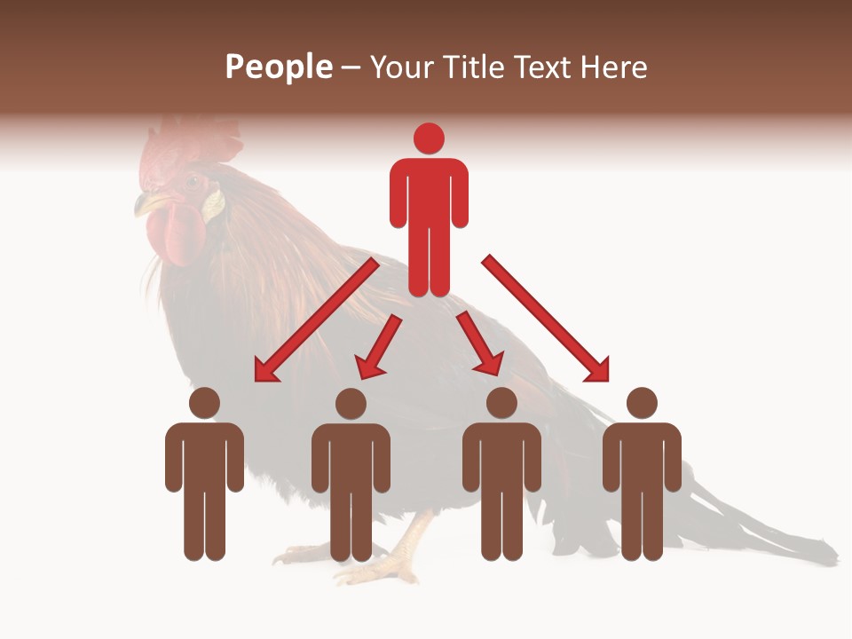 Italian Red Rooster Isolated On A White Background PowerPoint Template
