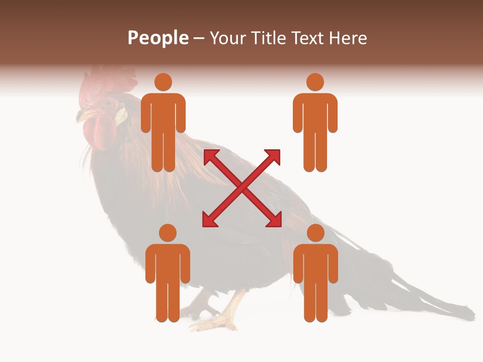 Italian Red Rooster Isolated On A White Background PowerPoint Template
