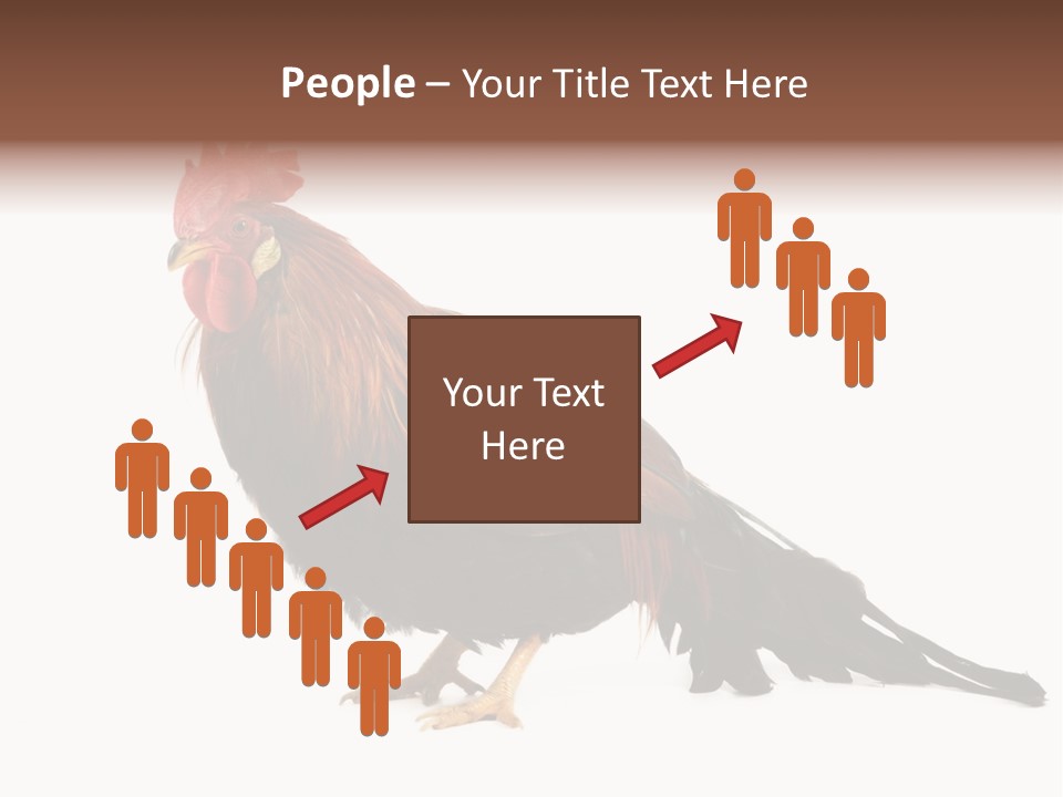 Italian Red Rooster Isolated On A White Background PowerPoint Template