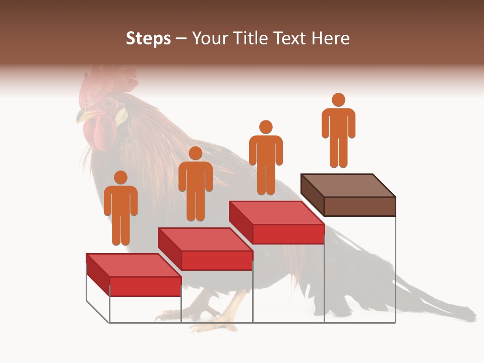 Italian Red Rooster Isolated On A White Background PowerPoint Template