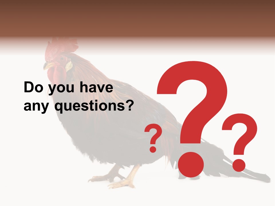 Italian Red Rooster Isolated On A White Background PowerPoint Template