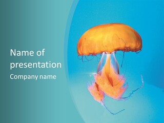 The Box Jellyfish PowerPoint Template