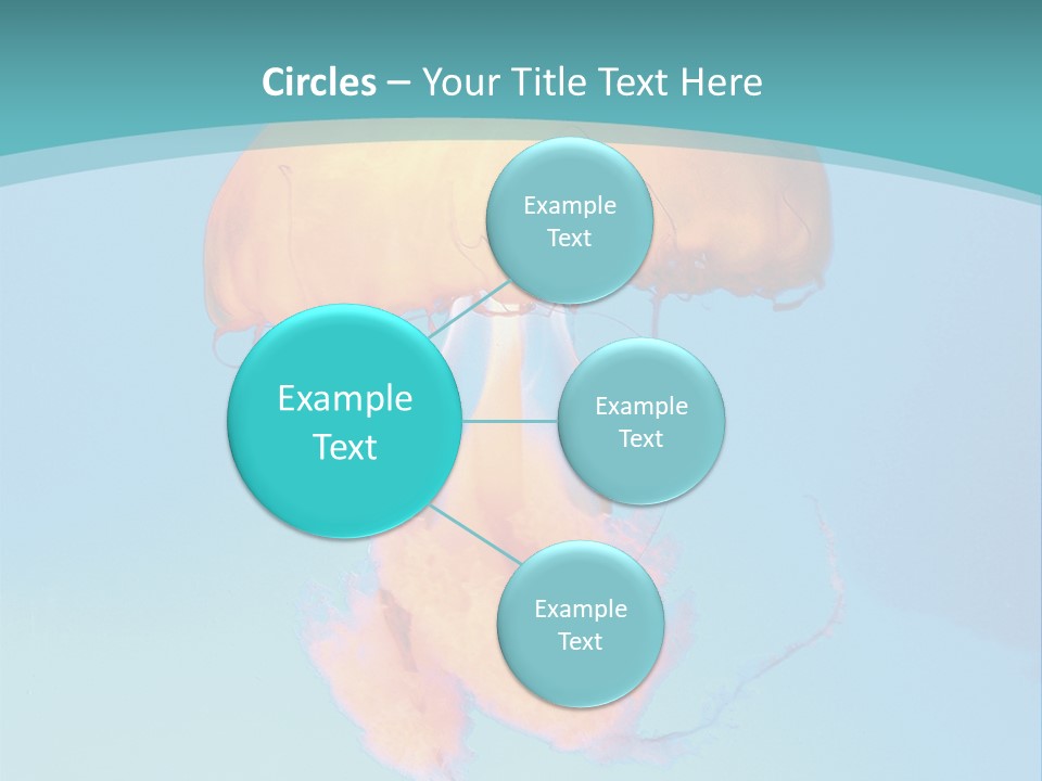 The Box Jellyfish PowerPoint Template