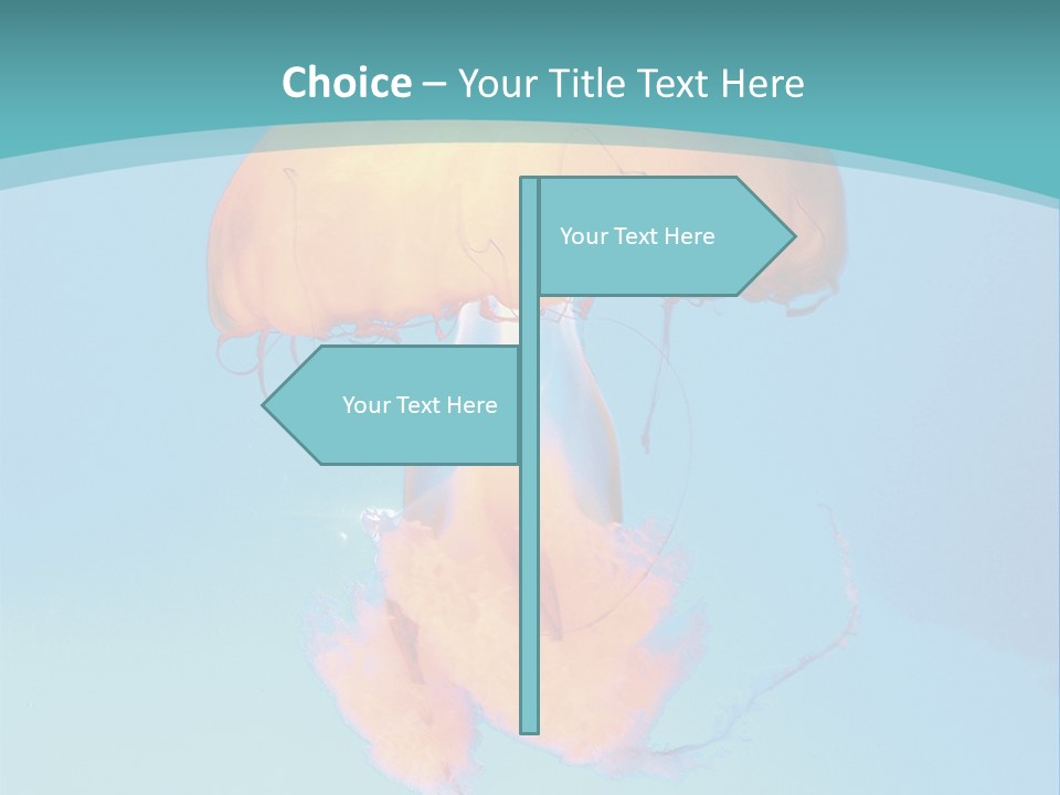 The Box Jellyfish PowerPoint Template