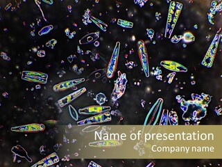 Mixed Diatoms From A Small Creek. This Image Has Been Enhanced With A Density Color Conversion Algorithm To Accentuate Internal Structure. Magnification 400X PowerPoint Template