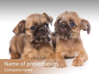 Griffon Puppy Isolated On White PowerPoint Template