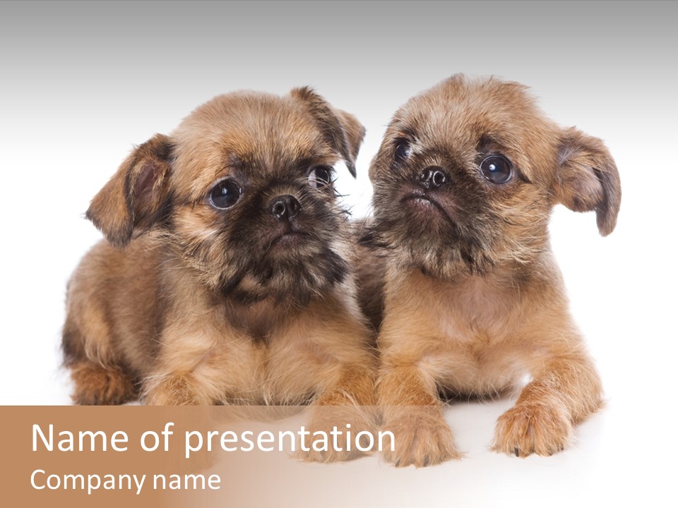 Griffon Puppy Isolated On White PowerPoint Template