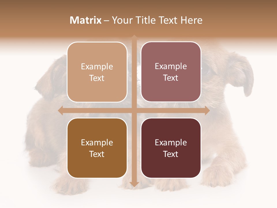 Griffon Puppy Isolated On White PowerPoint Template