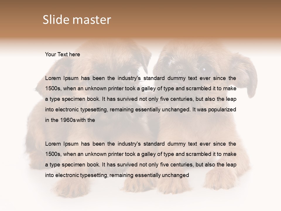 Griffon Puppy Isolated On White PowerPoint Template