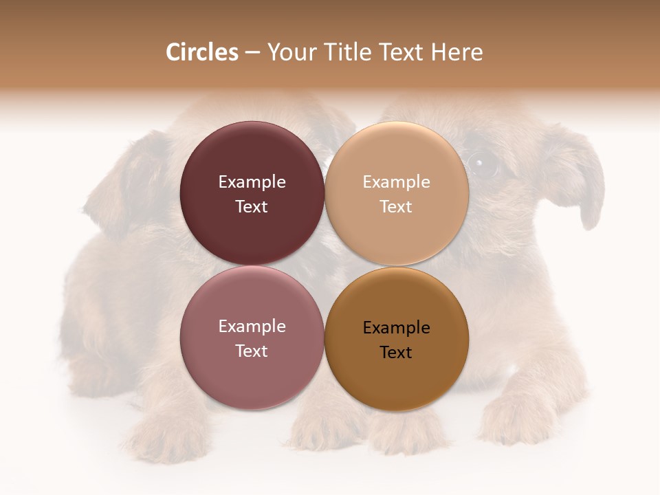 Griffon Puppy Isolated On White PowerPoint Template