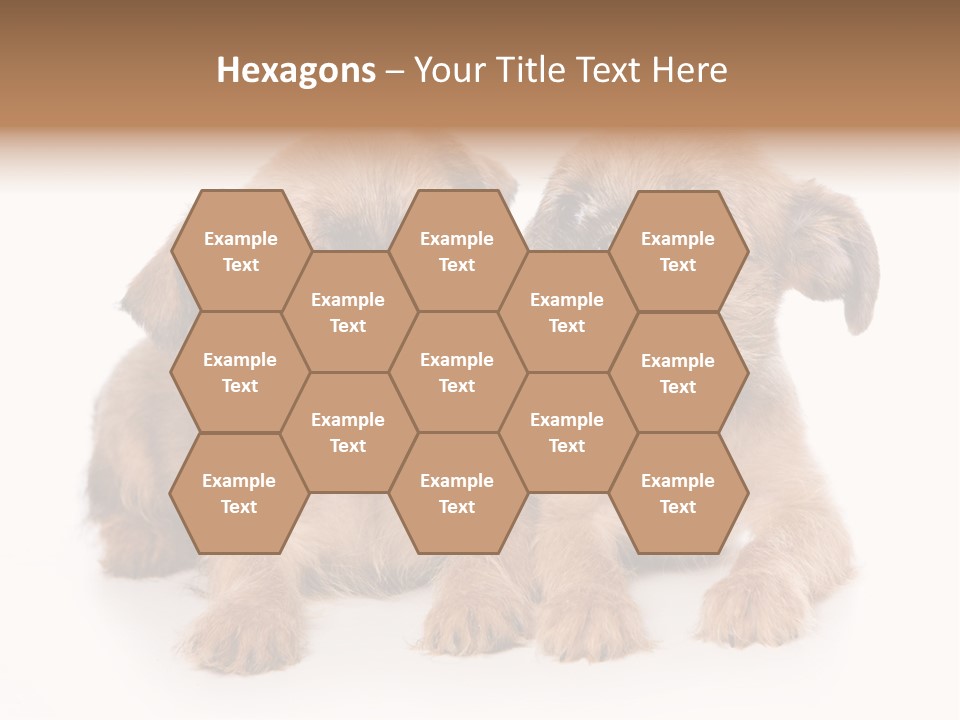 Griffon Puppy Isolated On White PowerPoint Template