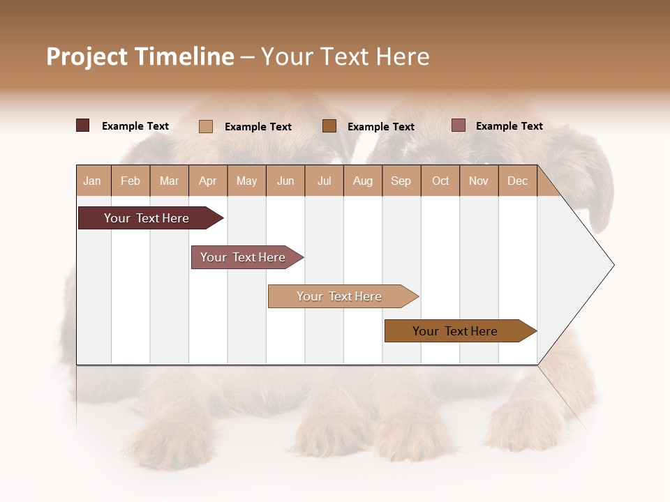 Griffon Puppy Isolated On White PowerPoint Template