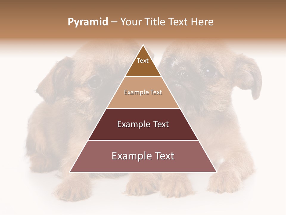 Griffon Puppy Isolated On White PowerPoint Template