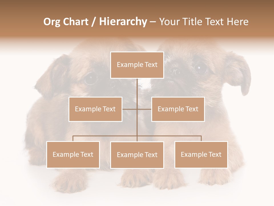 Griffon Puppy Isolated On White PowerPoint Template