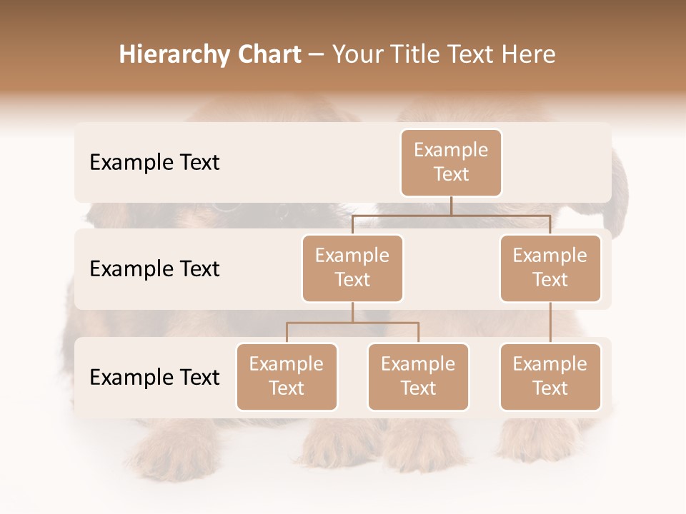 Griffon Puppy Isolated On White PowerPoint Template