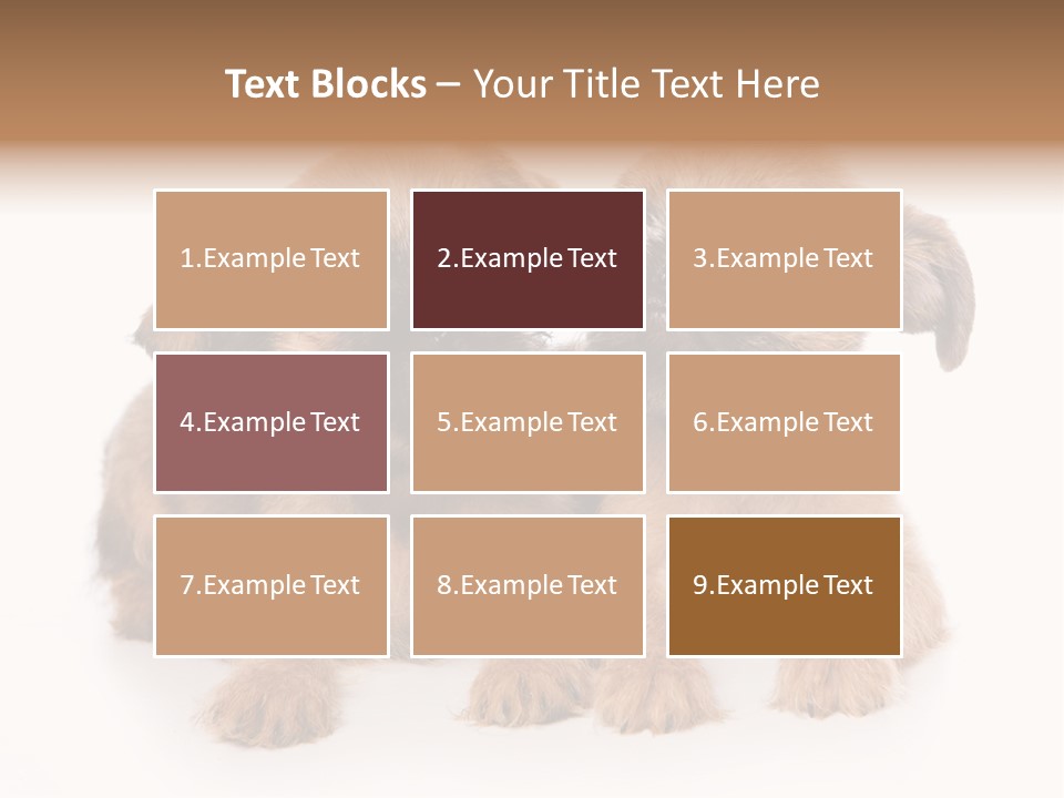 Griffon Puppy Isolated On White PowerPoint Template